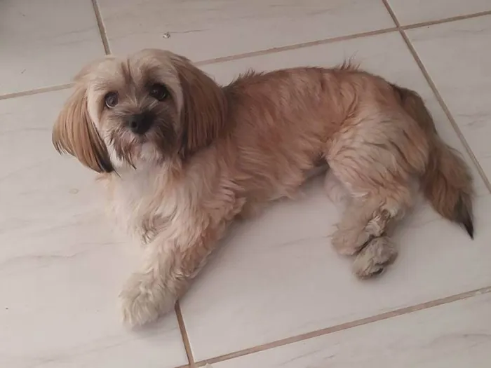 Cachorro ra a Lhasa Apso  idade 4 anos nome MAYA
