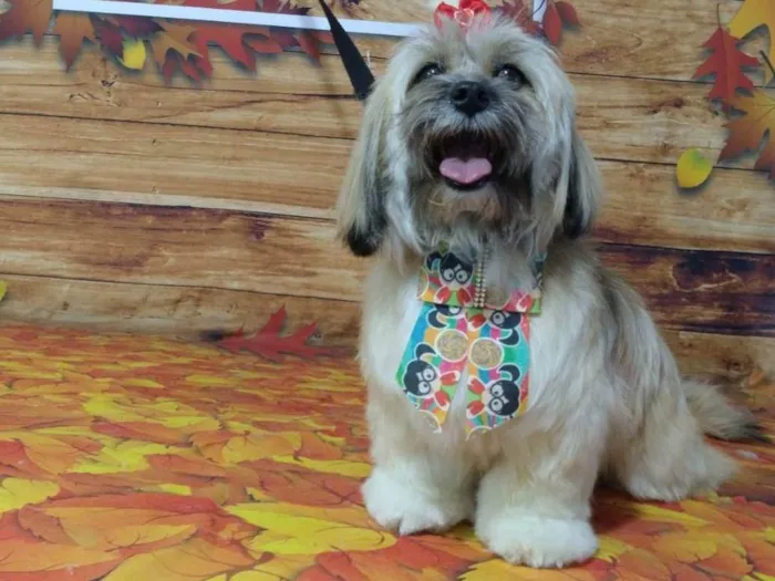 Cachorro ra a Lhasa Apso  idade 4 anos nome MAYA