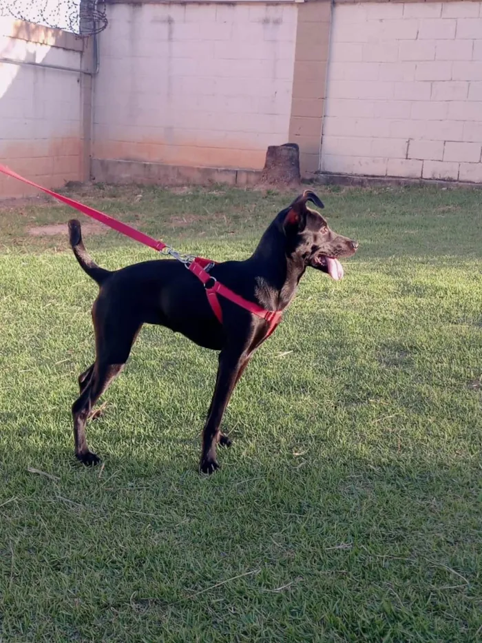 Cachorro ra a indefinida idade 7 a 11 meses nome Prya