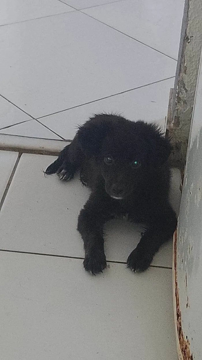 Cachorro ra a SRD idade 2 a 6 meses nome Sem Nome no momento