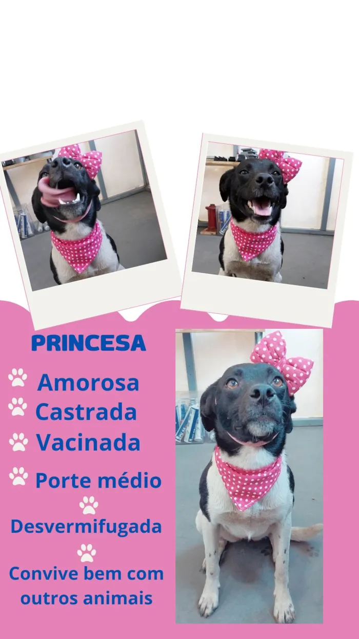 Cachorro ra a SRD idade 2 anos nome Princesa