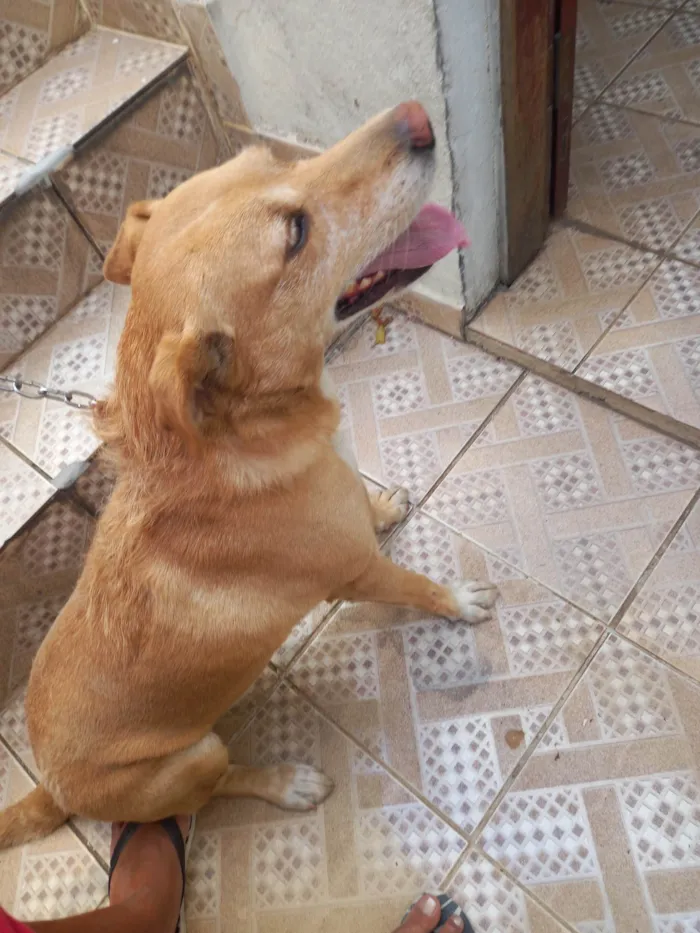 Cachorro ra a SRD-ViraLata idade 5 anos nome Mel
