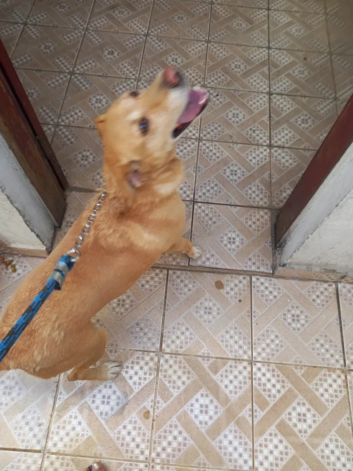Cachorro ra a SRD-ViraLata idade 5 anos nome Mel