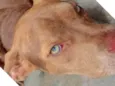 Nina