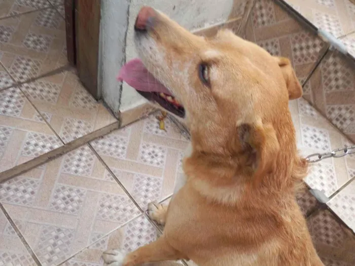 Cachorro ra a SRD-ViraLata idade 5 anos nome Mel
