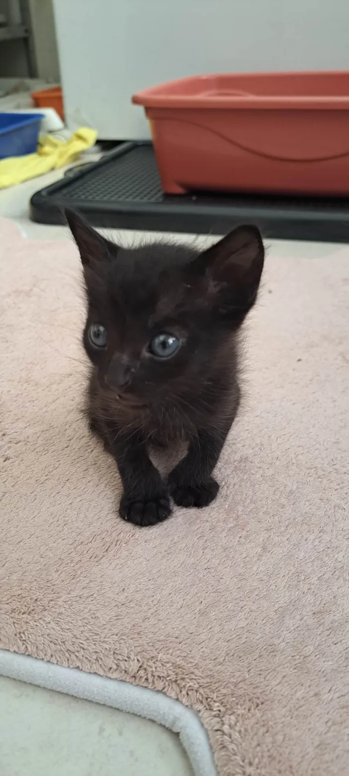 Gato ra a SRD-ViraLata idade Abaixo de 2 meses nome Juca