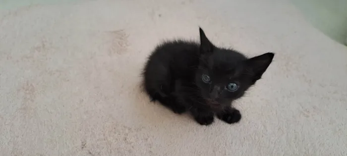 Gato ra a SRD-ViraLata idade Abaixo de 2 meses nome Juca