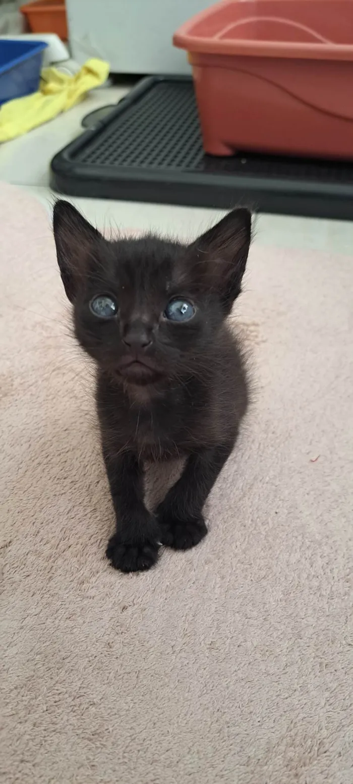 Gato ra a SRD-ViraLata idade Abaixo de 2 meses nome Juca