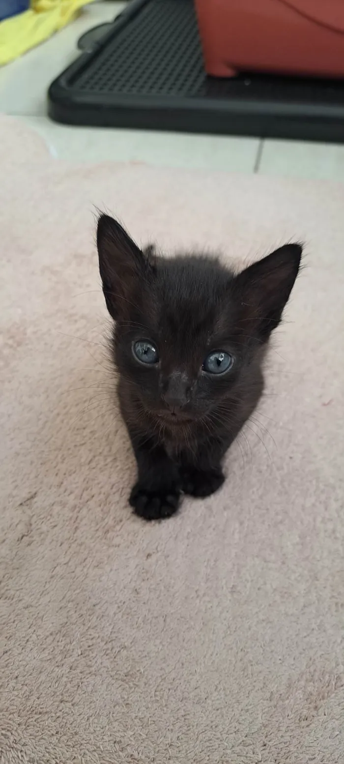 Gato ra a SRD-ViraLata idade Abaixo de 2 meses nome Juca