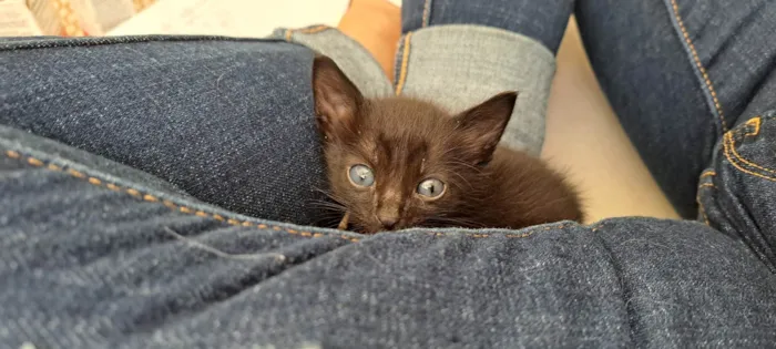 Gato ra a SRD-ViraLata idade Abaixo de 2 meses nome Juca