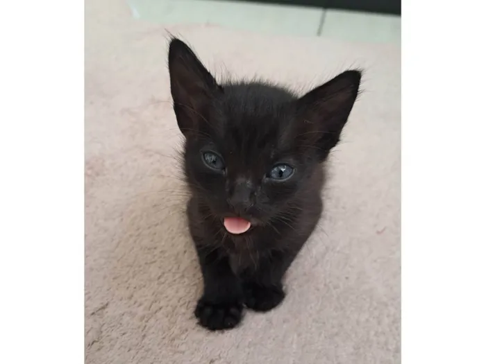 Gato ra a SRD-ViraLata idade Abaixo de 2 meses nome Juca