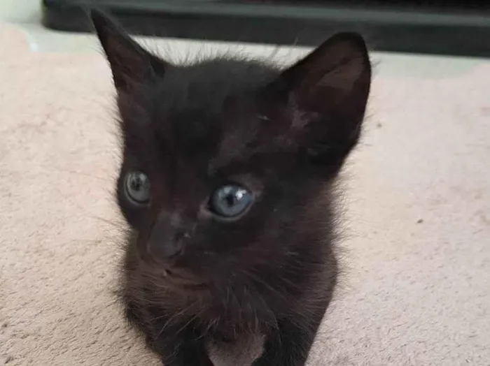 Gato ra a SRD-ViraLata idade Abaixo de 2 meses nome Juca