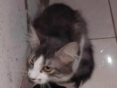 Gato raça Viralata idade 1 ano nome Mia