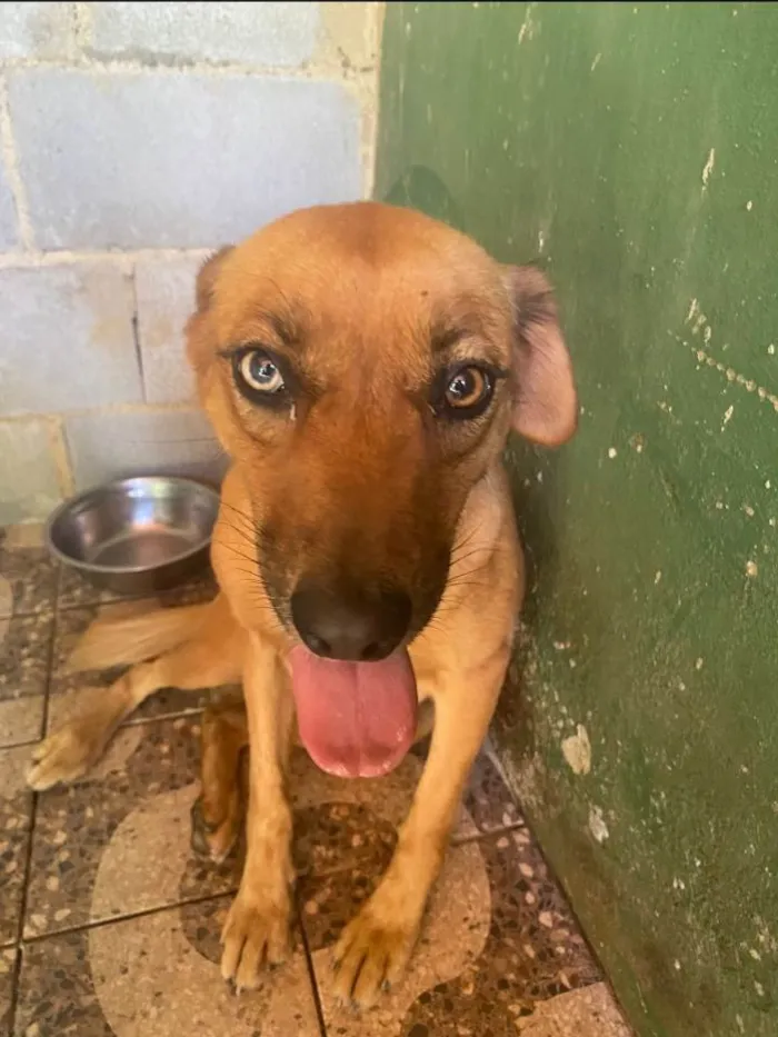 Cachorro ra a SRD-ViraLata idade 2 anos nome Érica 