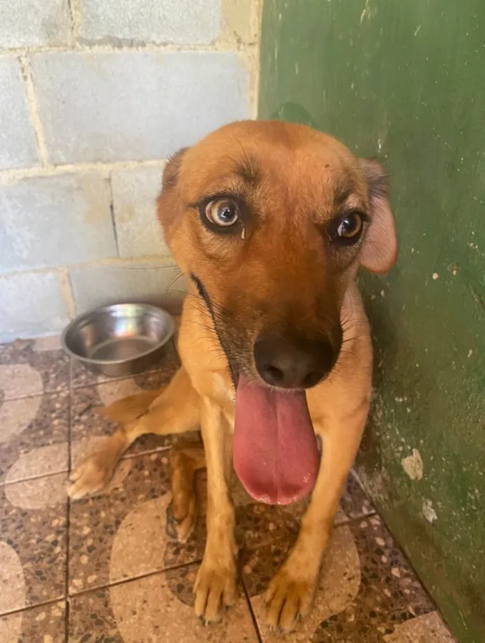 Cachorro ra a SRD-ViraLata idade 2 anos nome Érica 