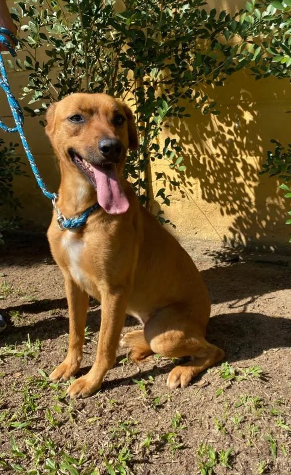 Cachorro ra a SRD-ViraLata idade 2 anos nome Érica 