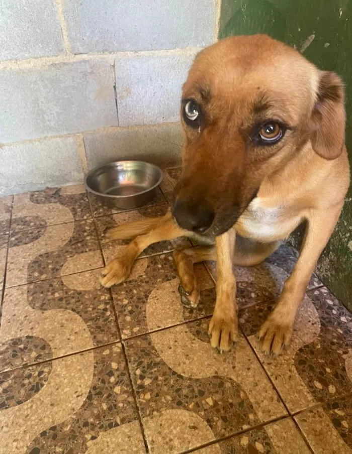 Cachorro ra a SRD-ViraLata idade 2 anos nome Érica 