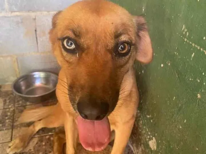 Cachorro ra a SRD-ViraLata idade 2 anos nome Érica 