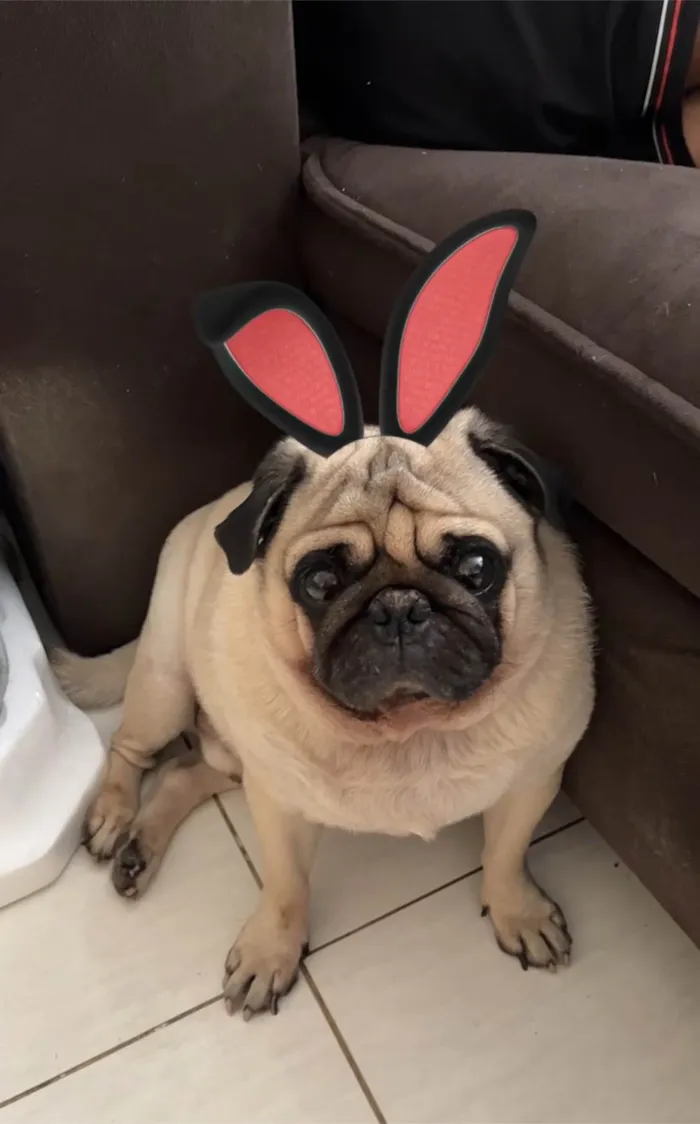 Cachorro ra a Bulldog idade 5 anos nome Bruce