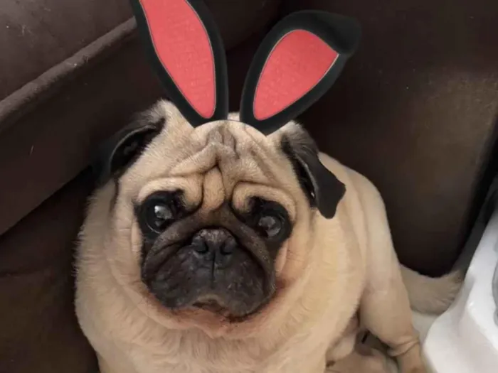 Cachorro ra a Bulldog idade 5 anos nome Bruce