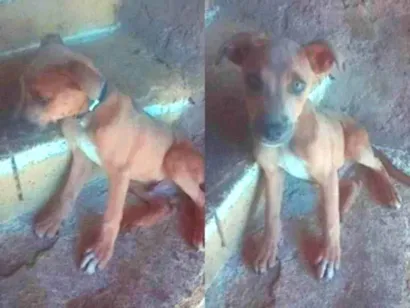 Cachorro raça Pit-bul misto com vira lata idade 2 a 6 meses nome Bily
