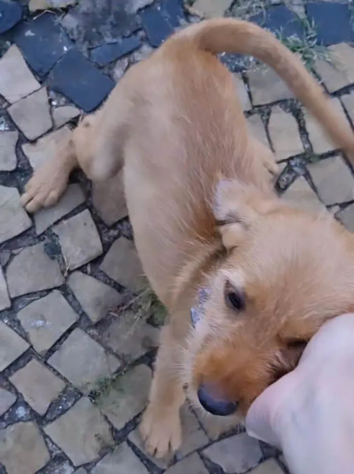 Cachorro ra a  idade 2 a 6 meses nome Adote1