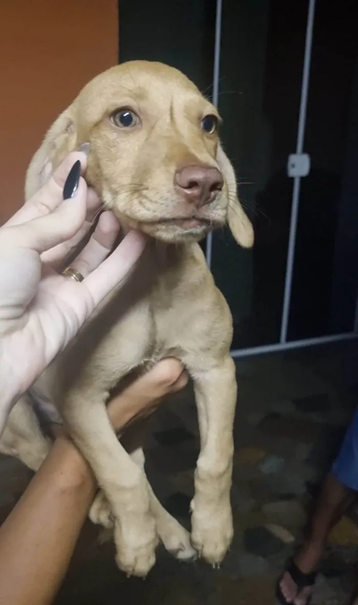 Cachorro ra a  idade 2 a 6 meses nome Adote1