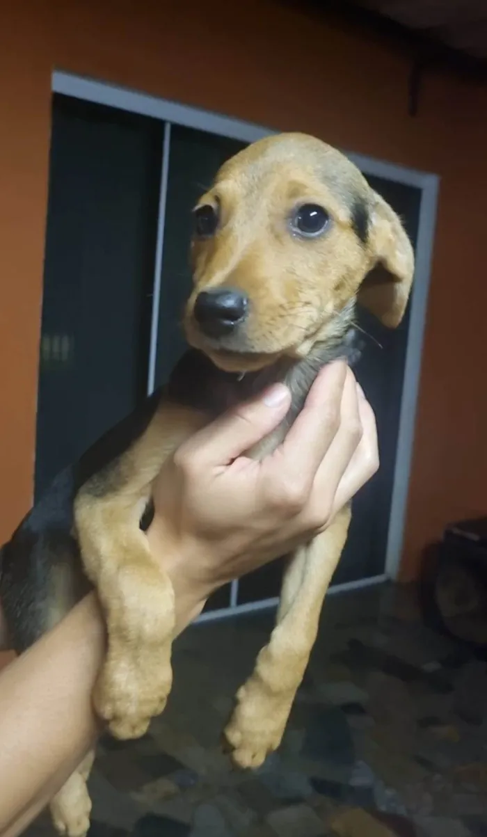 Cachorro ra a  idade 2 a 6 meses nome Adote1