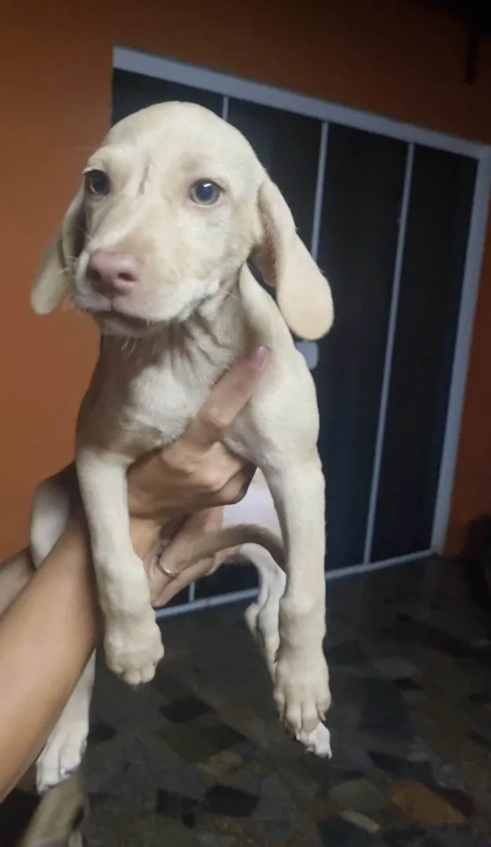 Cachorro ra a  idade 2 a 6 meses nome Adote1