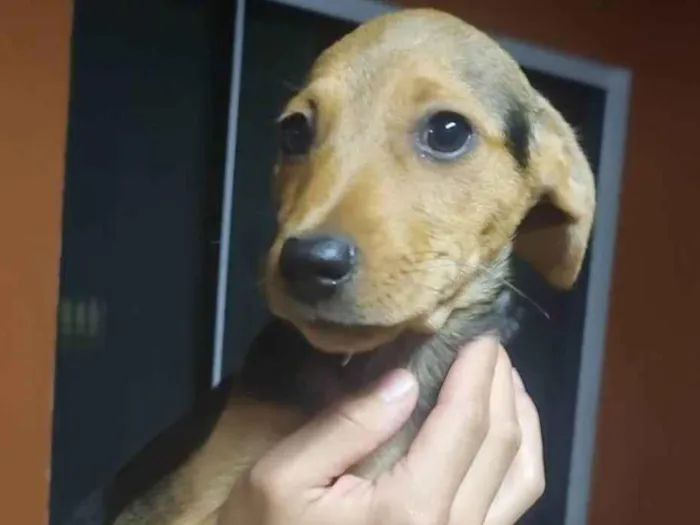 Cachorro ra a  idade 2 a 6 meses nome Adote1