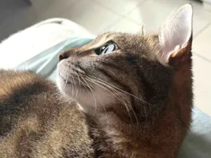 Gato raça SRD-ViraLata idade 4 anos nome Yuki