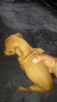 Caramelo