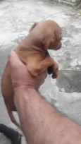 Caramelo