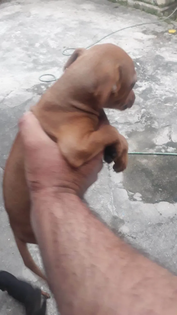 Cachorro ra a Pinscher idade 2 a 6 meses nome Caramelo