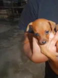 Caramelo