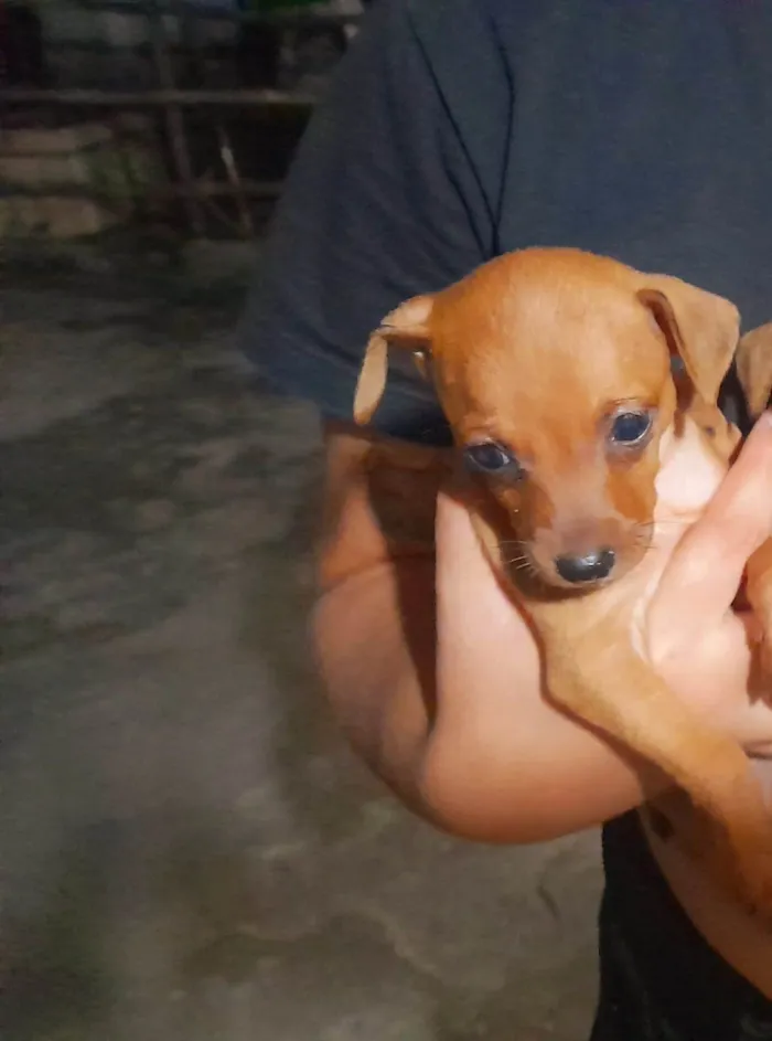 Cachorro ra a Pinscher idade 2 a 6 meses nome Caramelo