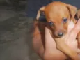 Caramelo