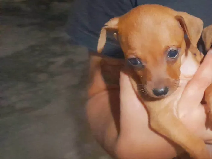 Cachorro ra a Pinscher idade 2 a 6 meses nome Caramelo