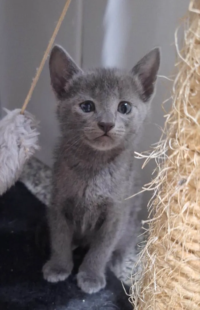 Gato ra a  idade Abaixo de 2 meses nome Adoção conjunta