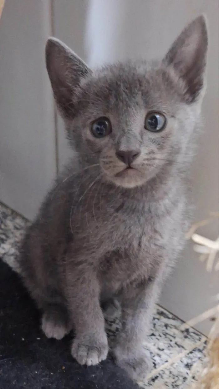 Gato ra a  idade Abaixo de 2 meses nome Adoção conjunta