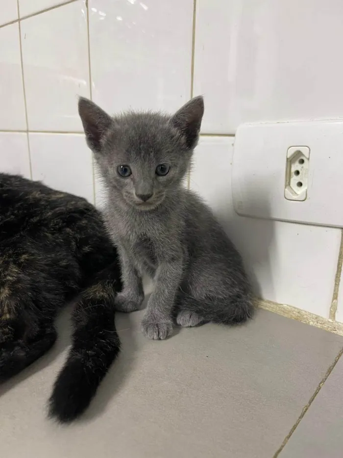 Gato ra a  idade Abaixo de 2 meses nome Adoção conjunta