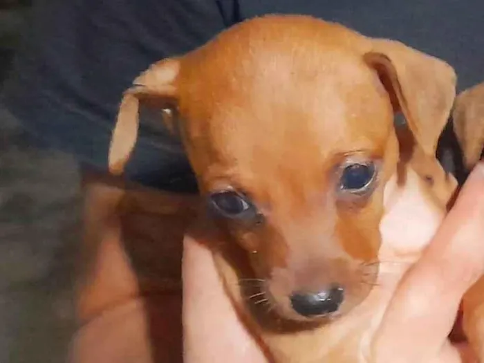 Cachorro ra a Pinscher idade 2 a 6 meses nome Caramelo