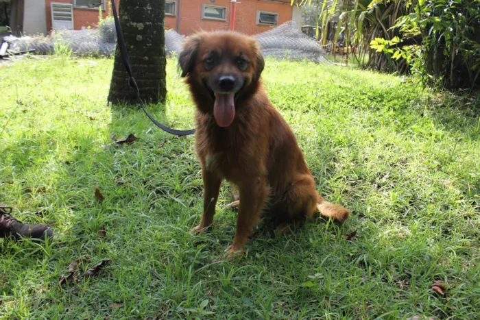 Cachorro ra a SRD-ViraLata idade 2 anos nome Lobinho