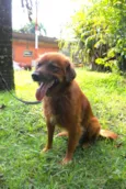 Lobinho