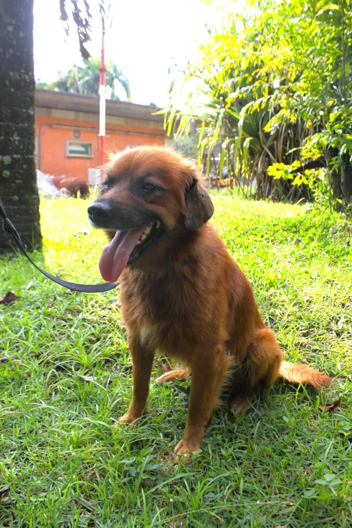 Cachorro ra a SRD-ViraLata idade 2 anos nome Lobinho