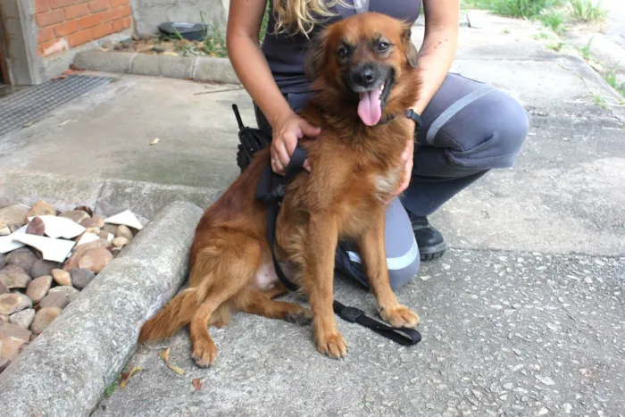 Cachorro ra a SRD-ViraLata idade 2 anos nome Lobinho