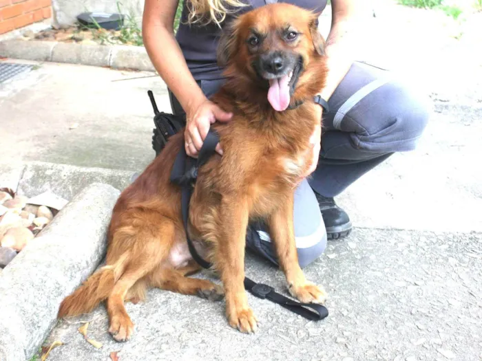 Cachorro ra a SRD-ViraLata idade 2 anos nome Lobinho