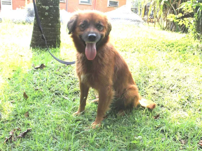Cachorro ra a SRD-ViraLata idade 2 anos nome Lobinho