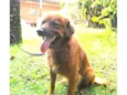 Lobinho