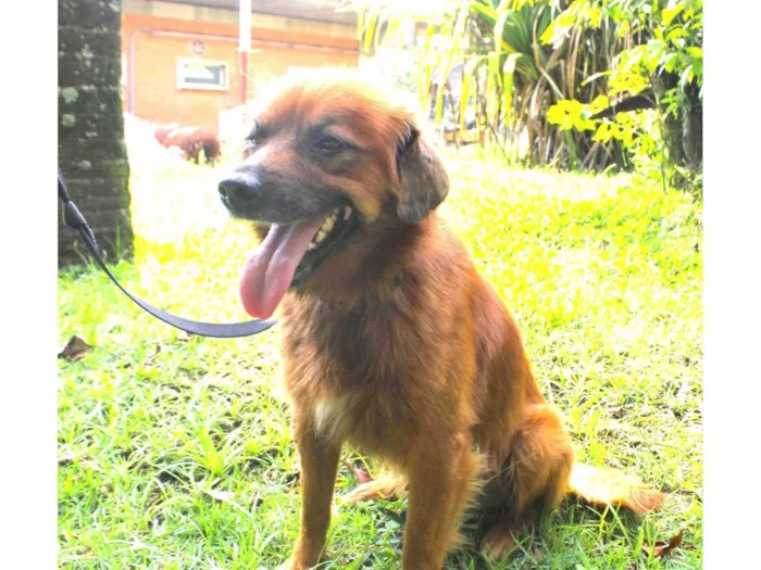 Cachorro ra a SRD-ViraLata idade 2 anos nome Lobinho
